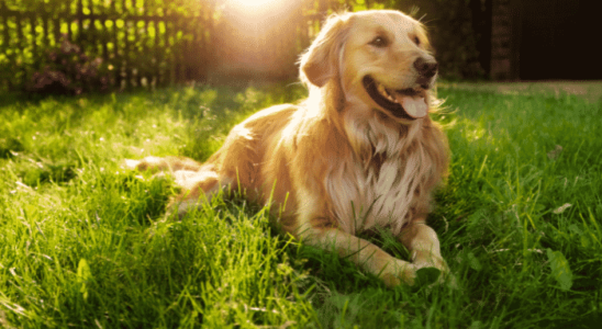 Cães mais inteligentes - Descubra agora quais raças estão no nosso Top 3!