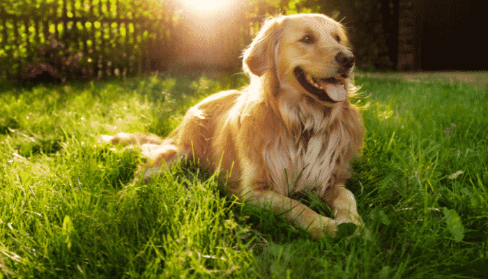 Cães mais inteligentes - Descubra agora quais raças estão no nosso Top 3!