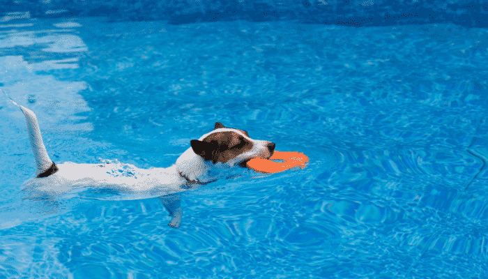 Adestramento de cachorros – Dicas de exercícios para pets. Saiba mais!