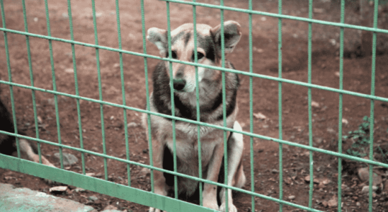 Adotar um cachorro: O que é preciso antes de tomar a decisão? Confira!