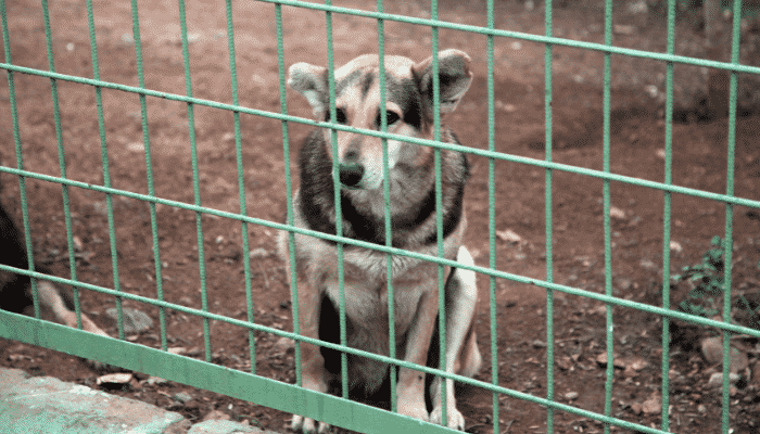 Adotar um cachorro: O que é preciso antes de tomar a decisão? Confira!