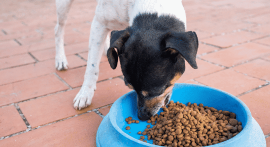 Animais de rua – Como ajudar sem adoção. Saiba mais!