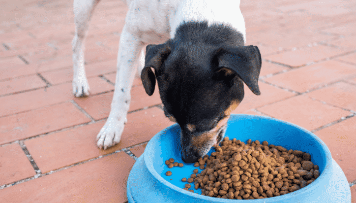 Animais de rua – Como ajudar sem adoção. Saiba mais!