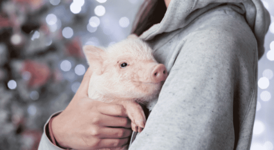 Animais que posso ter em casa no Brasil. Descubra quais são!