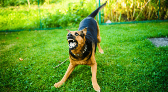 Ataque de cachorro – Cuidados que você deve ter caso aconteça. Confira!