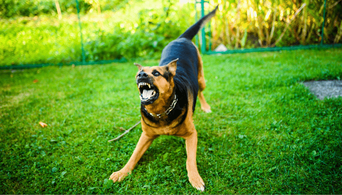 Ataque de cachorro – Cuidados que você deve ter caso aconteça. Confira!