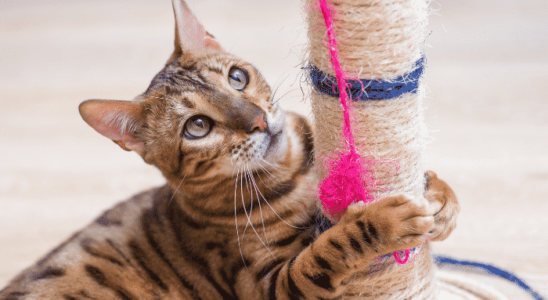 Brincadeiras para felinos - 5 ideais para gatos de apartamento. Confira!