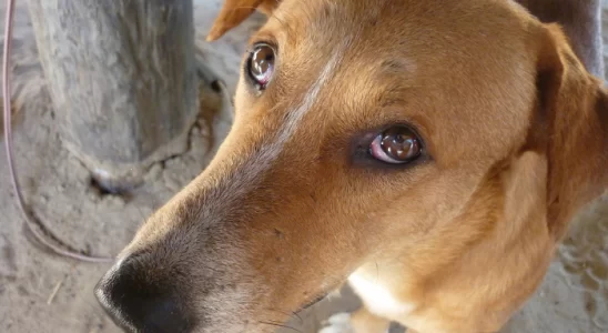 Cachorro Askal – Os famosos vira-latas das Filipinas. Confira!