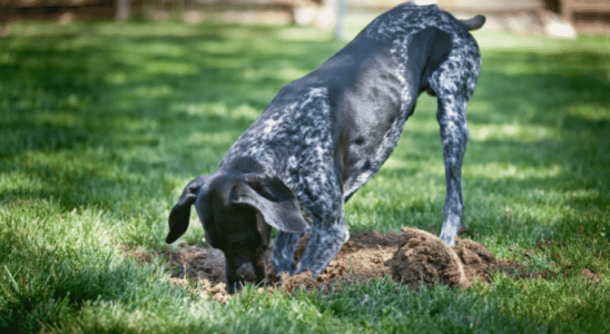 Cachorro cavando buracos: Por que ele tem esse hábito? Descubra agora!