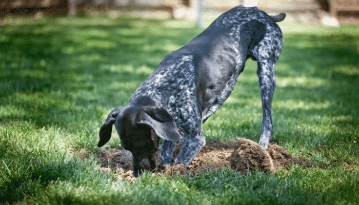 Cachorro cavando buracos: Por que ele tem esse hábito? Descubra agora!