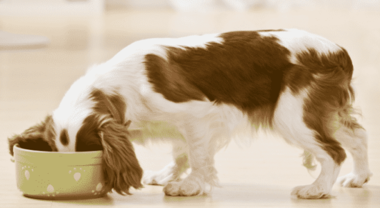 Cachorro come rápido demais – O que fazer? Confira!