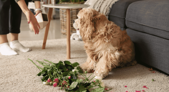 Cachorro hiperativo: Como lidar com a agitação do pet? Descubra agora!