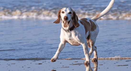 Cachorro na praia – Cuidados necessários. Saiba mais!