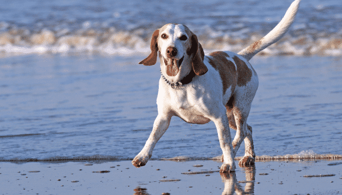 Cachorro na praia – Cuidados necessários. Saiba mais!