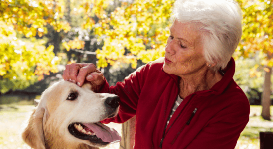 Cachorro para idosos – Duas das raças mais recomendadas. Confira!