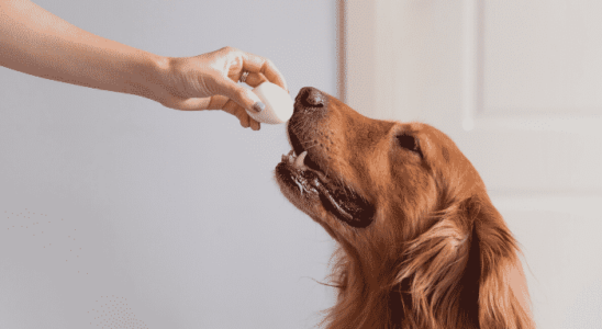 Cachorro pode comer ovo? Saiba mais!