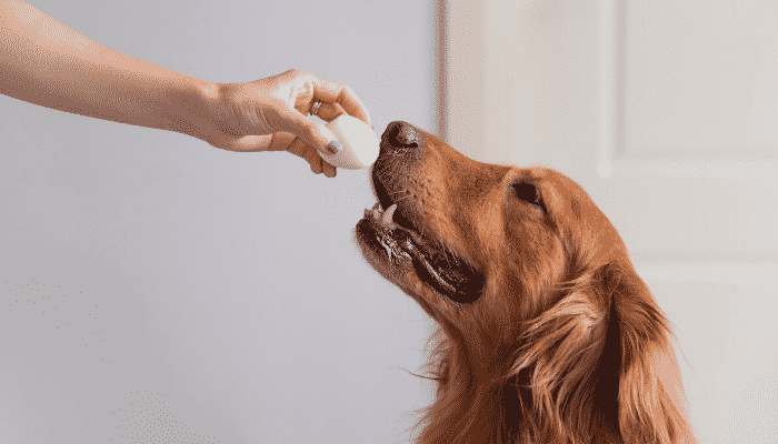 Cachorro pode comer ovo? Saiba mais!