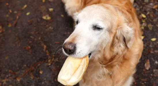 Cachorro pode comer pão? Descubra agora!