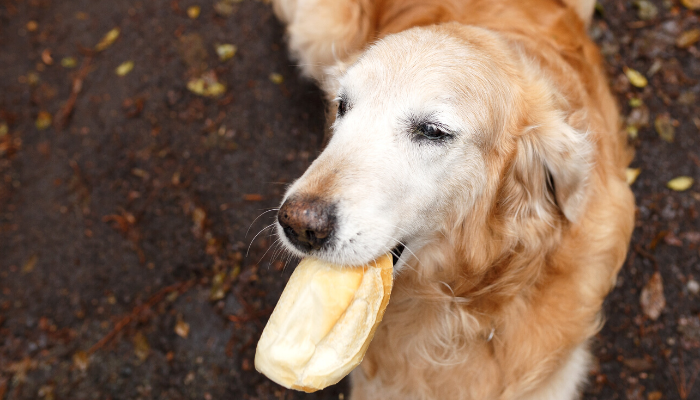 Cachorro pode comer pão? Descubra agora!