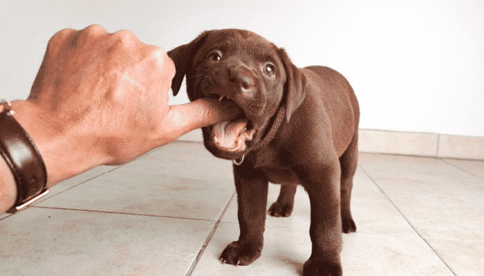 Cachorro troca de dente? Descubra como acontece!