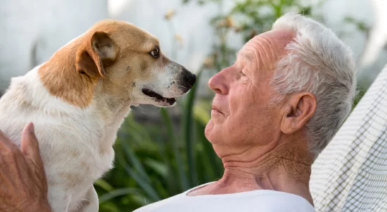 Cachorros para idosos - Quais as melhores raças? Descubra agora!