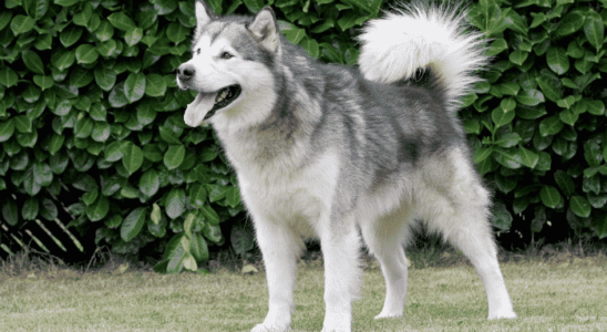 Cachorros que parecem com lobo - 3 raças diferentes. Descubra agora!