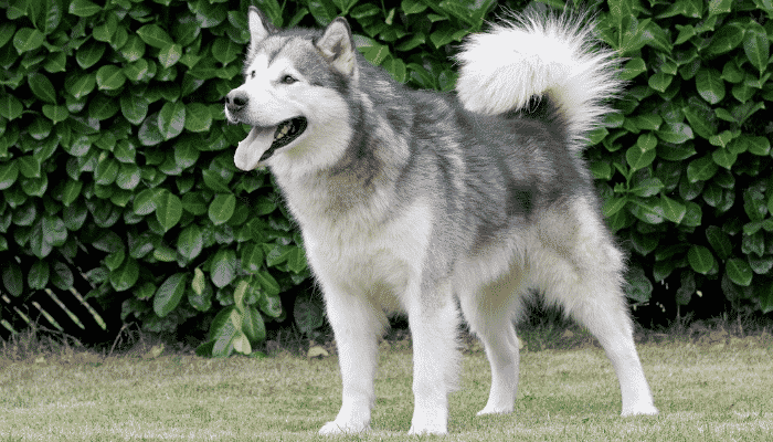 Cachorros que parecem com lobo - 3 raças diferentes. Descubra agora!