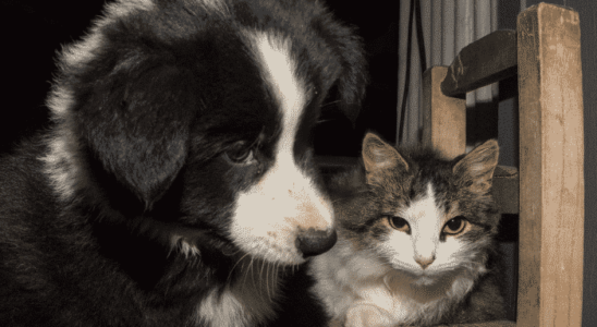 Cachorros que se dão bem com gatos - Confira as 3 principais raças!