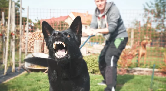 Cachorros sentem cheiro de medo? Saiba agora!