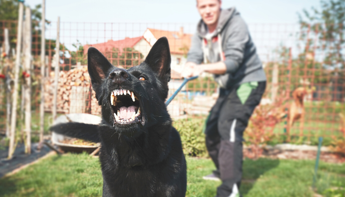 Cachorros sentem cheiro de medo? Saiba agora!