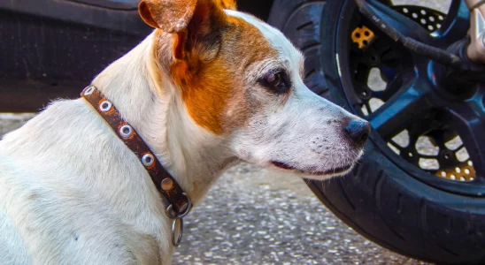 Cães correm atrás de motos – Qual o motivo? Descubra agora!