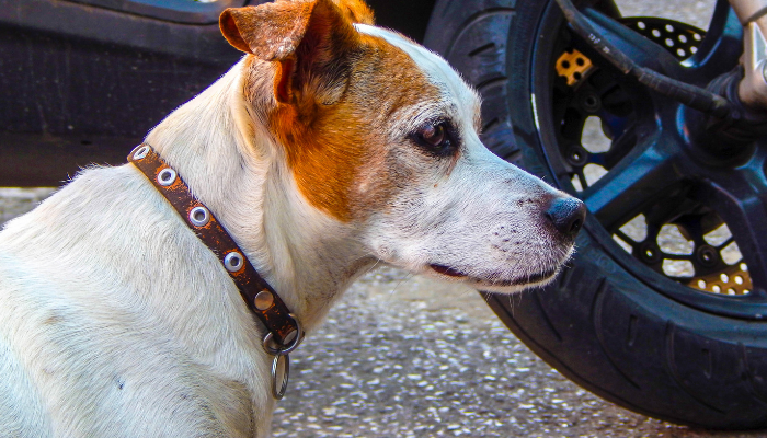 Cães correm atrás de motos – Qual o motivo? Descubra agora!