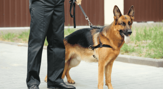 Cão de guarda ideal – Como fazer a escolha certa? Descubra agora!