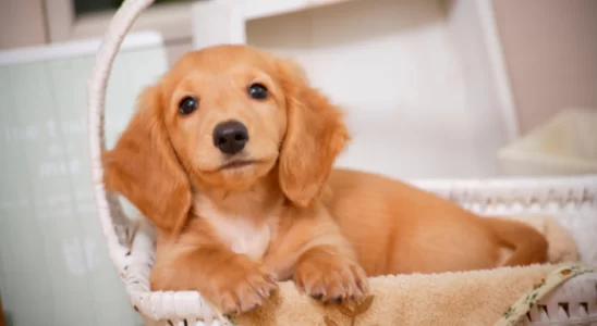 Como descobrir a raça do seu cachorro? Saiba agora!