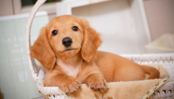 Como descobrir a raça do seu cachorro? Saiba agora!