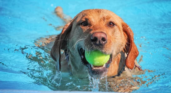 Como ensinar seu cão a nadar? Saiba mais!