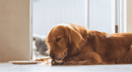 Como fazer cachorro parar de lamber em excesso – Saiba agora!