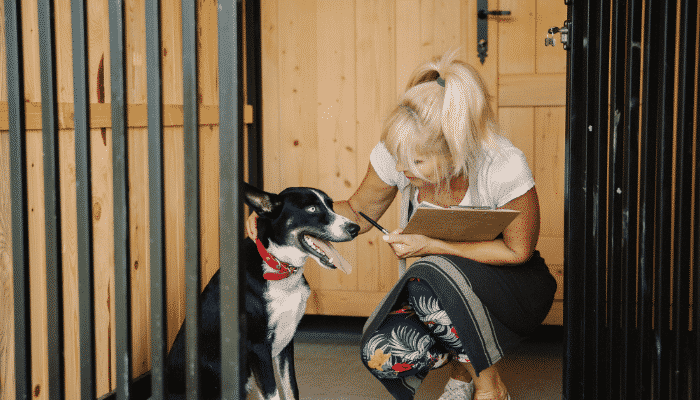 Creche para cachorro: Dicas na hora de escolher. Saiba mais!