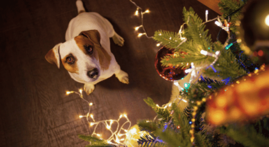 Cuidados com os pets nas festas de fim de ano – Dicas essenciais. Confira!