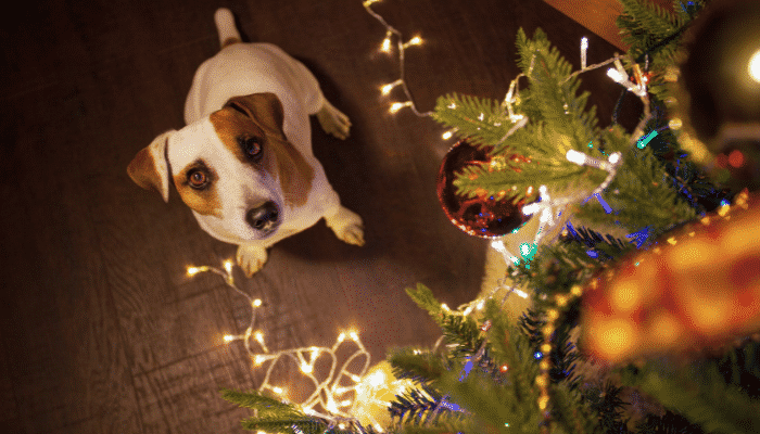 Cuidados com os pets nas festas de fim de ano – Dicas essenciais. Confira!