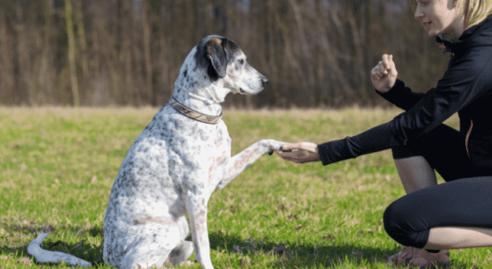 Ensinar cachorro – 3 truques fáceis de fazer. Confira!