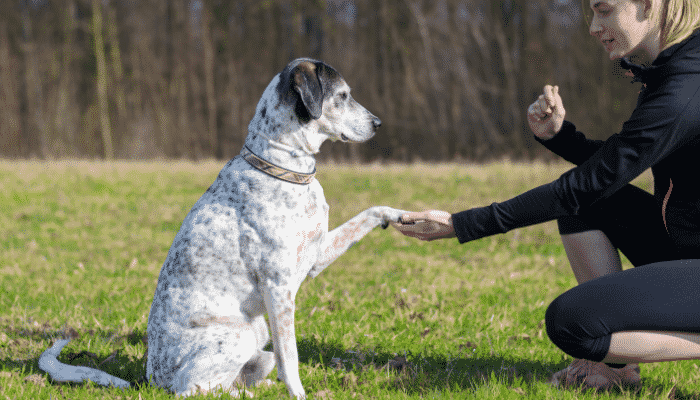 Ensinar cachorro – 3 truques fáceis de fazer. Confira!