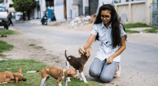 Erros comuns na comunicação com filhotes de cães. Saiba mais!