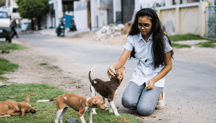 Erros comuns na comunicação com filhotes de cães. Saiba mais!