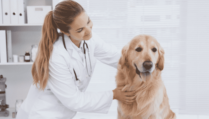 Fazer o cão gostar do veterinário. Descubra como agora!