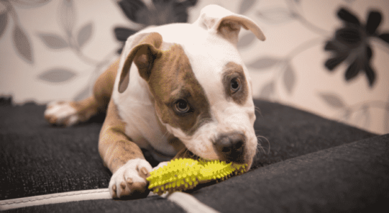 Filhotes de cães - Saiba mais sobre a troca de dentes!