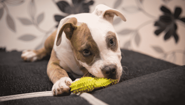 Filhotes de cães - Saiba mais sobre a troca de dentes!