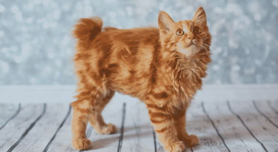 Gato American Bobtail – Os felinos com alma de cão. Confira!