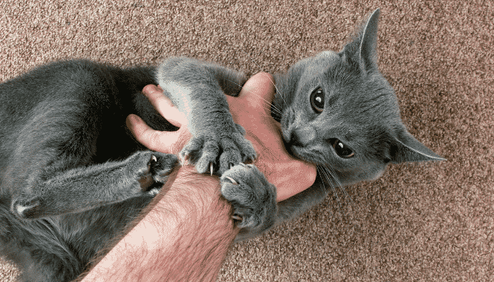 Gato agressivo durante o carinho? Entenda o porquê!