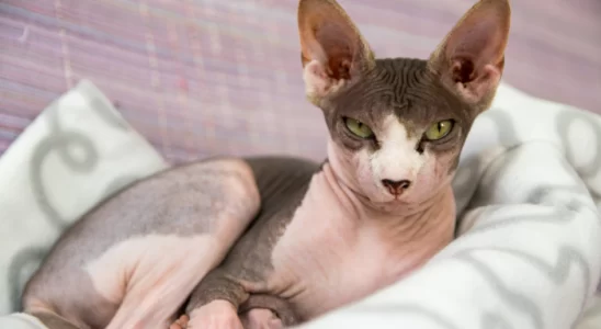 Gato da raça Sphynx - 3 Curiosidades. Descubra agora!